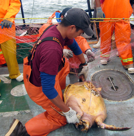 A scientist disentangling a loggerhead sea turtle from a gillnet